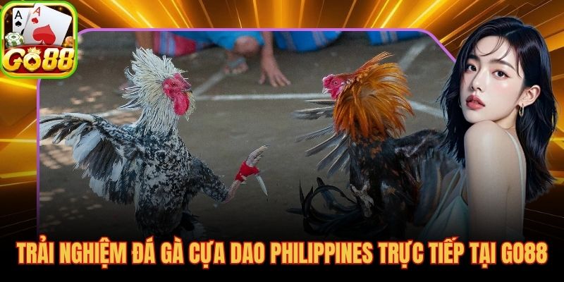 Giải đáp nhanh các thắc mắc phổ biến về đá gà cựa sắt