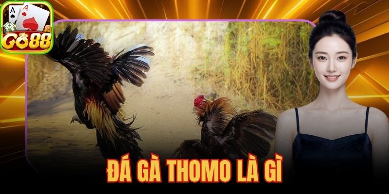 Đá Gà Thomo Là Gì