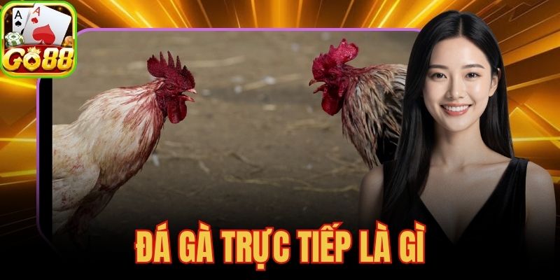 Đá Gà Trực Tiếp Là Gì