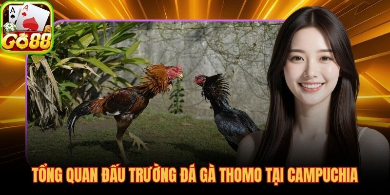 Đá gà Thomo là gì với đấu trường 365 ngày tại tỉnh Kandal Campuchia