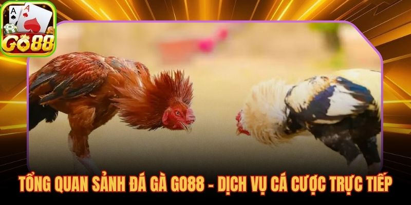 Đá gà GO88 sảnh live betting tích hợp trực tiếp không qua trung gian