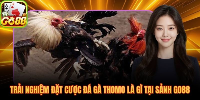 Stream trực tiếp Thomo và thanh toán tự động tức thì tại GO88